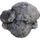 Mycelia